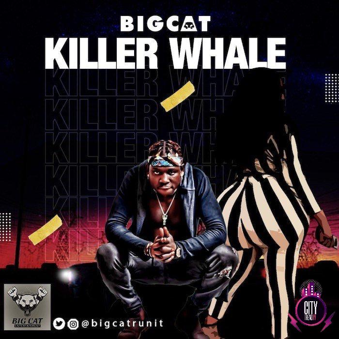 BigCat — Killer Whale